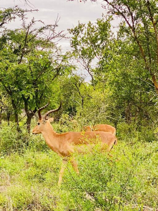Wildheart Safari - Zesty Zebra Apartment Hoedspruit Luaran gambar