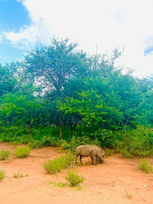 Wildheart Safari - Zesty Zebra Apartment Hoedspruit Luaran gambar
