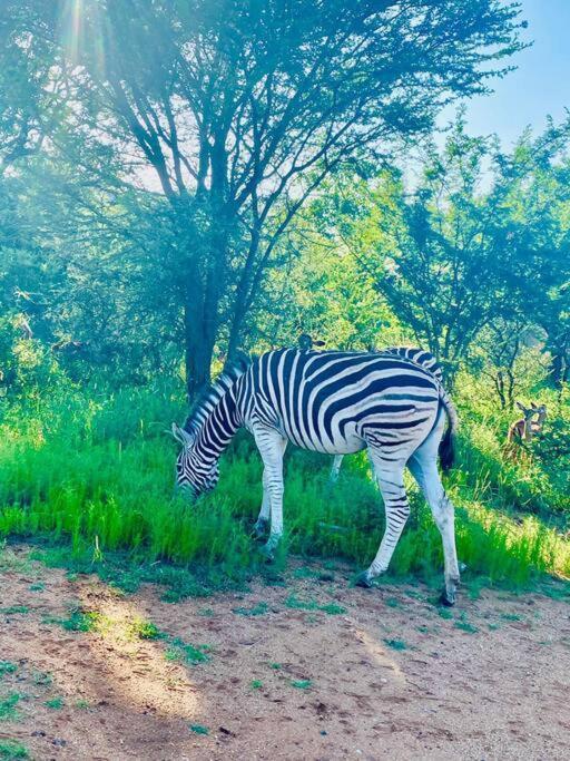 Wildheart Safari - Zesty Zebra Apartment Hoedspruit Luaran gambar
