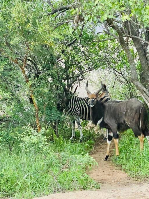 Wildheart Safari - Zesty Zebra Apartment Hoedspruit Luaran gambar