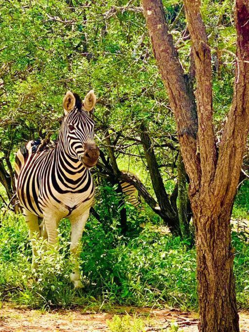 Wildheart Safari - Zesty Zebra Apartment Hoedspruit Luaran gambar