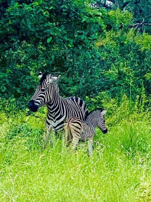 Wildheart Safari - Zesty Zebra Apartment Hoedspruit Luaran gambar